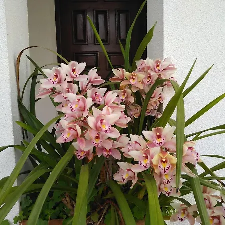 Casa Da Piedade, Guest house Vouzela