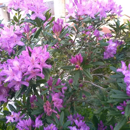 Casa de hóspedes Casa Da Piedade, *