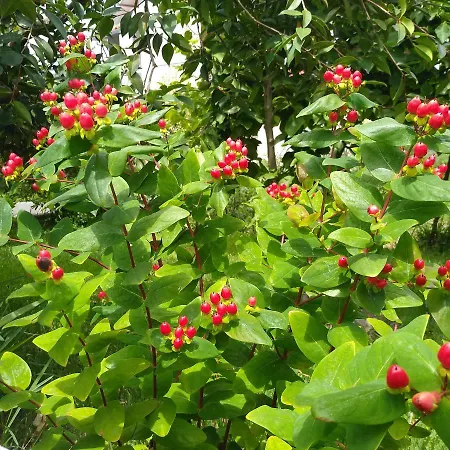 Casa Da Piedade, Casa de hóspedes Vouzela
